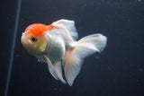 Juvenile Thai Oranda  Red White 4 Inch (ID#906To13bpt6-50) Free2Day SHIPPING