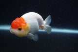 Juvenile Lionchu  Red White 3.5 Inch (ID#224R11b-20) Free2Day SHIPPING