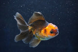 Juvenile Thai Oranda  Red Black 4 Inch (ID#1018To13b-91) Free2Day SHIPPING