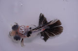 Butterfly  Calico 3.5 Inch (ID#411B8b-43) Free2Day SHIPPING