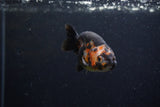 Baby Ranchu  Calico 2.5 Inch (ID#1220R9c-36) Free2Day SHIPPING