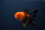 Juvenile Thai Oranda  Red Black 4 Inch (ID#1231To13b-75) Free2Day SHIPPING