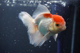 Juvenile Thai Oranda  Red White 4 Inch (ID#906To13bpt6-50) Free2Day SHIPPING