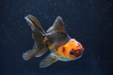 Juvenile Thai Oranda  Red Black 4 Inch (ID#1018To13b-91) Free2Day SHIPPING