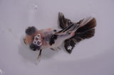Butterfly  Calico 3.5 Inch (ID#411B8b-43) Free2Day SHIPPING