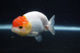 Juvenile Lionchu  Red White 3.5 Inch (ID#224R11b-20) Free2Day SHIPPING