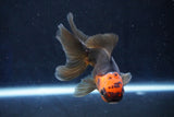 Juvenile Thai Oranda  Red Black 4 Inch (ID#1018To13b-91) Free2Day SHIPPING