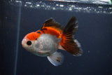 Juvenile Thai Oranda  Tricolor 4 Inch (ID#1231To13b-76) Free2Day SHIPPING