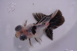 Butterfly  Calico 3.5 Inch (ID#411B8b-43) Free2Day SHIPPING