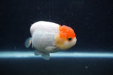 Juvenile Lionchu  Red White 3.5 Inch (ID#224R11b-20) Free2Day SHIPPING
