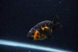 Baby Ranchu  Calico 2.5 Inch (ID#1220R9c-36) Free2Day SHIPPING