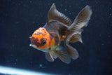 Juvenile Thai Oranda  Red Black 4 Inch (ID#1018To13b-91) Free2Day SHIPPING