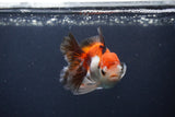 Juvenile Thai Oranda  Tricolor 4 Inch (ID#1231To13b-76) Free2Day SHIPPING