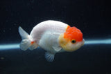 Juvenile Lionchu  Red White 3.5 Inch (ID#224R11b-20) Free2Day SHIPPING