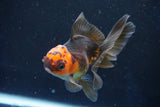 Juvenile Thai Oranda  Red Black 4 Inch (ID#1018To13b-91) Free2Day SHIPPING