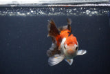 Juvenile Thai Oranda  Tricolor 4 Inch (ID#1231To13b-76) Free2Day SHIPPING