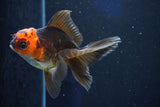 Juvenile Thai Oranda  Red Black 4 Inch (ID#1018To13b-91) Free2Day SHIPPING