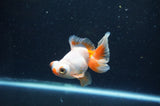 Butterfly  Red White 3.5 Inch (ID#415B8b-34) Free2Day SHIPPING