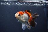 Juvenile Thai Oranda  Tricolor 4 Inch (ID#1231To13b-76) Free2Day SHIPPING