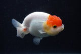 Juvenile Lionchu  Red White 3.5 Inch (ID#224R11b-20) Free2Day SHIPPING