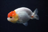 Juvenile Lionchu  Red White 3.5 Inch (ID#224R11b-20) Free2Day SHIPPING