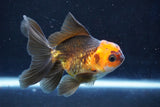 Juvenile Thai Oranda  Red Black 4 Inch (ID#1018To13b-91) Free2Day SHIPPING