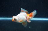 Butterfly  Red White 3.5 Inch (ID#415B8b-34) Free2Day SHIPPING