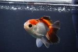 Juvenile Thai Oranda  Tricolor 4 Inch (ID#1231To13b-76) Free2Day SHIPPING