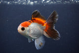 Juvenile Thai Oranda  Tricolor 4 Inch (ID#1231To13b-76) Free2Day SHIPPING