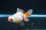 Butterfly  Red White 3.5 Inch (ID#415B8b-34) Free2Day SHIPPING