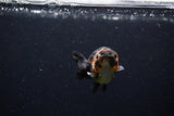 Baby Ranchu  Calico 2.5 Inch (ID#1220R9c-36) Free2Day SHIPPING