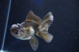 Juvenile Thai Oranda Bronze 3.5 Inch (ID#1018To13b-92) Free2Day SHIPPING