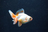 Butterfly  Red White 3.5 Inch (ID#415B8b-34) Free2Day SHIPPING