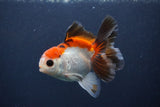 Juvenile Thai Oranda  Tricolor 4 Inch (ID#1231To13b-76) Free2Day SHIPPING