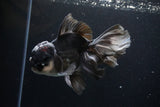 Thai Oranda  Panda 5.5 Inch (ID#1108To6c-110)