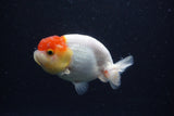 Juvenile Lionchu  Red White 3.5 Inch (ID#224R11b-20) Free2Day SHIPPING