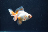 Butterfly  Red White 3.5 Inch (ID#415B8b-34) Free2Day SHIPPING