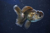 Juvenile Thai Oranda Bronze 3.5 Inch (ID#1018To13b-92) Free2Day SHIPPING