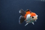 Juvenile Thai Oranda  Tricolor 4 Inch (ID#1231To13b-76) Free2Day SHIPPING