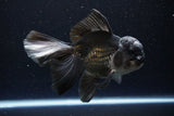 Thai Oranda  Panda 5.5 Inch (ID#1108To6c-110)