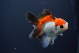 Juvenile Thai Oranda  Tricolor 4 Inch (ID#1231To13b-76) Free2Day SHIPPING