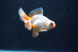 Butterfly  Red White 3.5 Inch (ID#415B8b-34) Free2Day SHIPPING