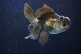 Juvenile Thai Oranda Bronze 3.5 Inch (ID#1018To13b-92) Free2Day SHIPPING