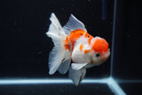 Thai Oranda  Calico 4.5 Inch (ID#1210To5b-96) Free2Day SHIPPING