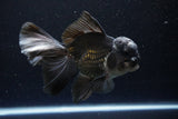 Thai Oranda  Panda 5.5 Inch (ID#1108To6c-110)