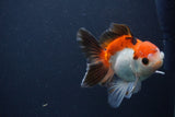 Juvenile Thai Oranda  Tricolor 4 Inch (ID#1231To13b-76) Free2Day SHIPPING