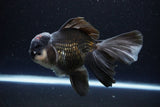 Thai Oranda  Panda 5.5 Inch (ID#1108To6c-110)