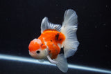 Thai Oranda  Calico 4.5 Inch (ID#1210To5b-96) Free2Day SHIPPING