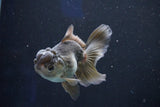 Juvenile Thai Oranda Bronze 3.5 Inch (ID#1018To13b-92) Free2Day SHIPPING