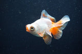 Butterfly  Red White 3.5 Inch (ID#415B8b-34) Free2Day SHIPPING